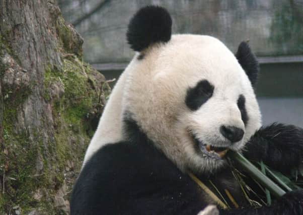 The giant pandas at Edinburgh Zoo will not be breeding this year.