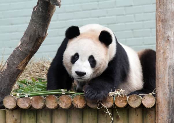 Tian Tian and Yang Guang won't be involved in an attempt to breed this year, after several unsuccessful attempts
