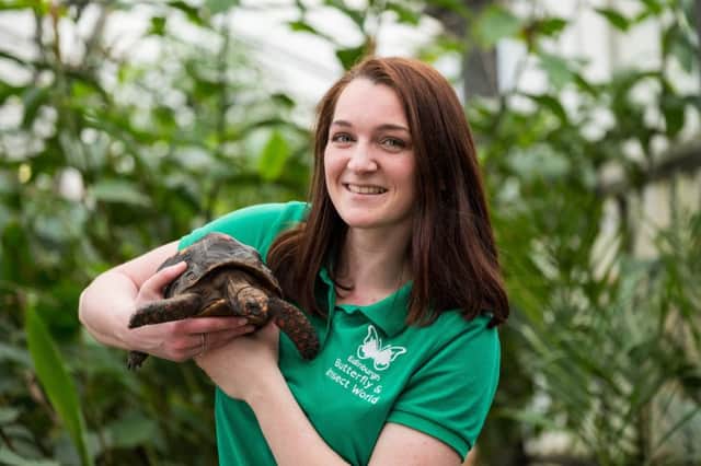 Huck the red-footed tortoise with her keeper, Lyndsey Paget. Picture: Stuart Nicol