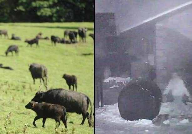 Around 120 buffalo and six horses were released by the man. Picture: TSPL/Shawsmill Stables