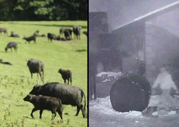 Around 120 buffalo and six horses were released by the man. Picture: TSPL/Shawsmill Stables