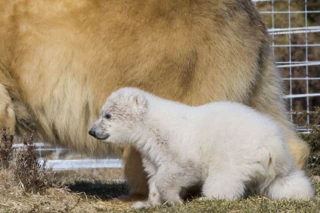 Victoria the polar bear and her new cub venture into theiroutdoor enclosure at Highland Wildlife Park for the first time. PIC: SWNS.