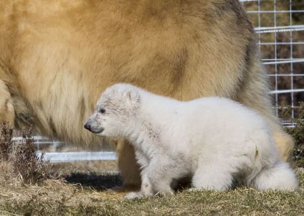 Victoria the polar bear and her new cub venture into theiroutdoor enclosure at Highland Wildlife Park for the first time. PIC: SWNS.