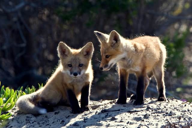 Three fox cubs have been rescued from an Edinburgh building site