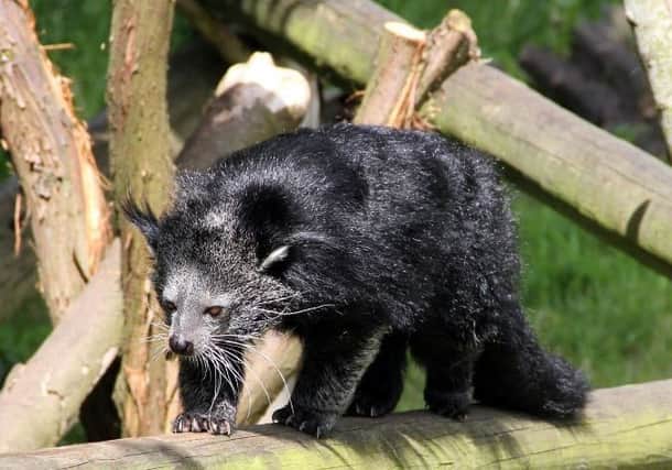 Binturongs are classified as vulnerable in the wild. Picture: RZSS Edinburgh Zoo