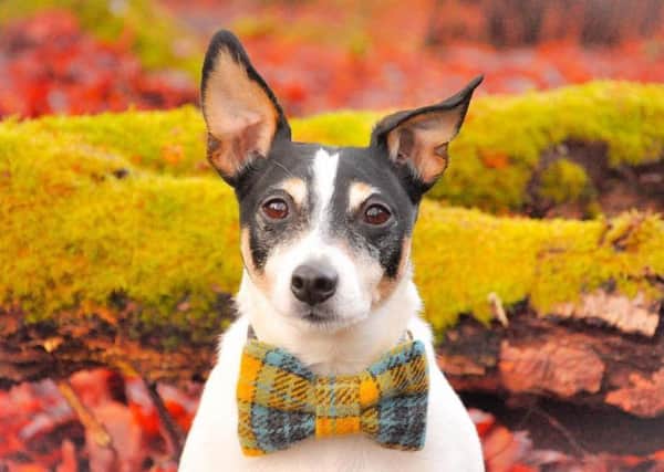 Toby the Parson terrier has quickly built up a loyal following on Instagram.