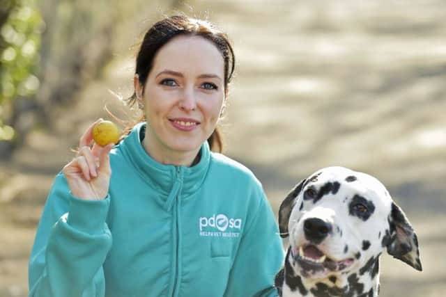 PDSA of vet Gemma Hepner with Pongo the Dalmatian, who needed a life-saving operation after swallowing a golf ball on a walk close to an Edinburgh course
