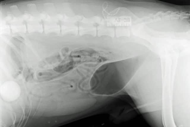 X-ray showing a golf ball found in the stomach of Pongo the Dalmatian. Picture: PA