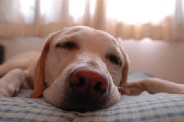 One in five Edinburgh couples choose to sleep with their pet rather than their patner