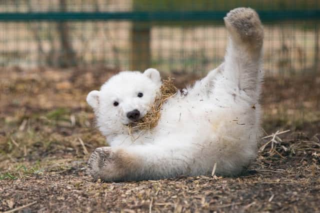 The public will be asked to choose a name for the cub. PIC: Contributed.