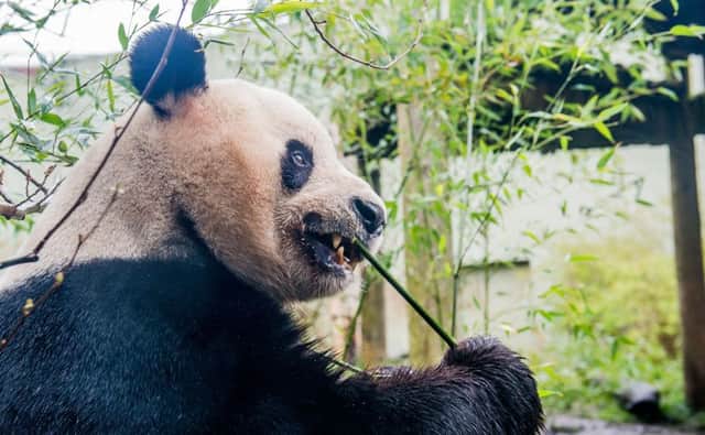 Edinburgh Zoo carried out studies to assess what impact noise would have on the pandas.