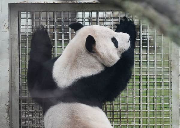 Concerns have been raised over the health of Edinburgh's giant pandas while a nearby construction continues nearby. Picture: Neil Hanna