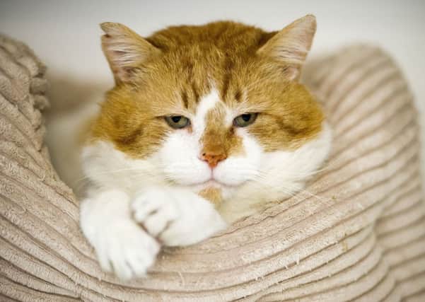 In Scotland, 20 per cent of households keep one or more cats. Picture: Ian Rutherford