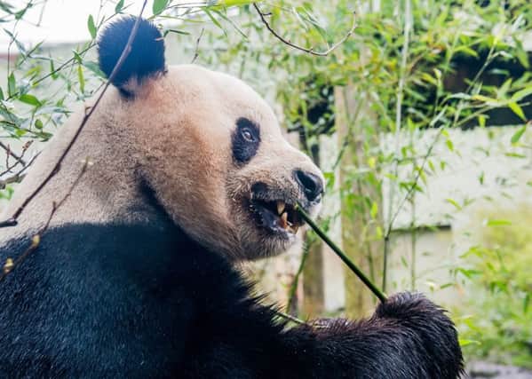 Health concerns have been raised for Edinburgh's giant pandas. Picture: Ian Georgeson