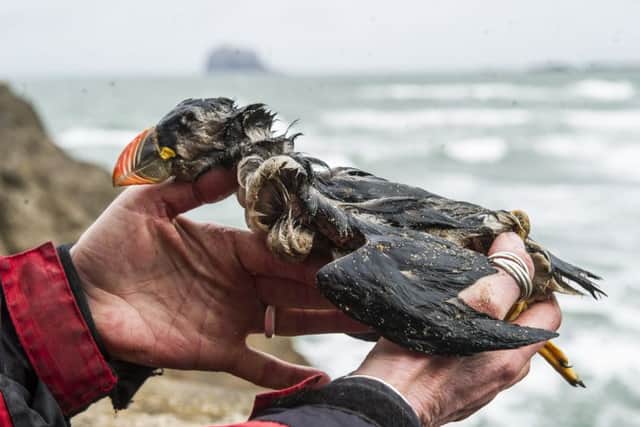 The Firth of Forth is frequented by lots of different bird species; puffins, gannets, fulmars, guillemots and razorbills being among the most common. Picture: Ian Georgeson