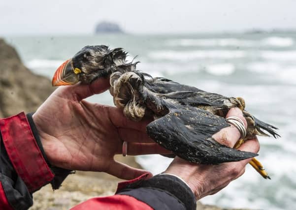 The Firth of Forth is frequented by lots of different bird species; puffins, gannets, fulmars, guillemots and razorbills being among the most common. Picture: Ian Georgeson