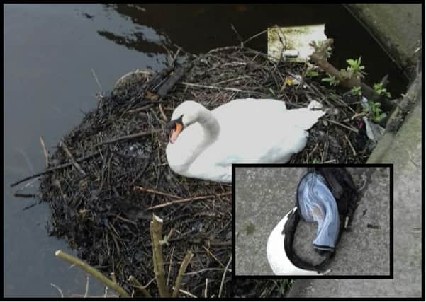 The SSPCA was alerted to the stricken swan in March.