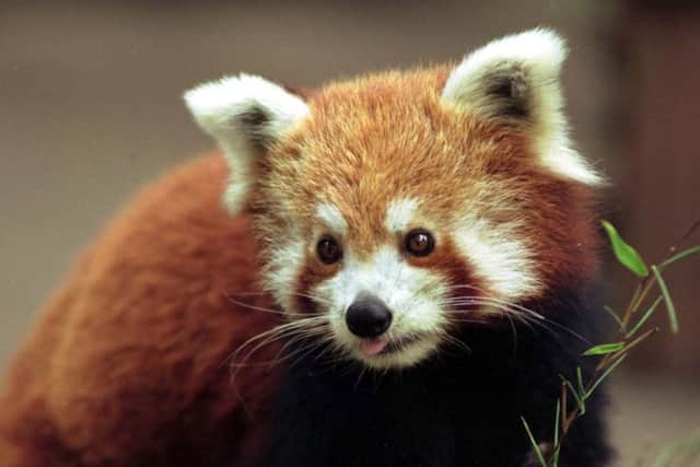 Red pandas breed happily at the Highland Wildlife Park