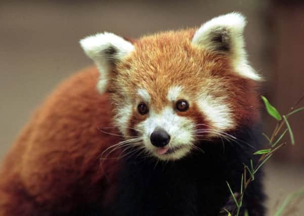 Red pandas breed happily at the Highland Wildlife Park