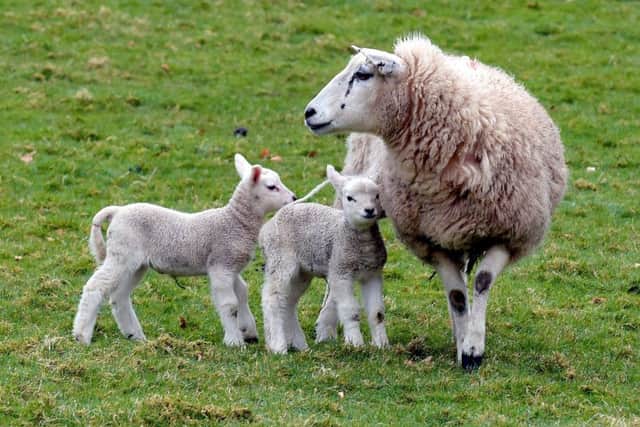 Complaints have been made about people picking up lambs and taking selfies with them, causing distress to the mother. Picture: Lisa Ferguson