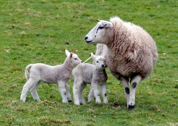 Complaints have been made about people picking up lambs and taking selfies with them, causing distress to the mother. Picture: Lisa Ferguson