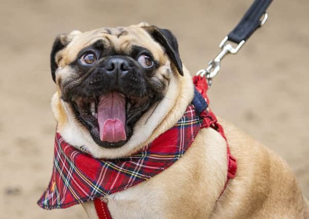 Some pugs donned their finest tartan for the event.