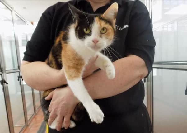Nellie, named by staff, was found on a member of the public's doorstep in a cat carrier. Picture: SPCA