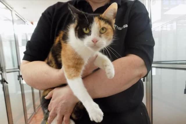 Nellie, named by staff, was found on a member of the public's doorstep in a cat carrier. Picture: SPCA