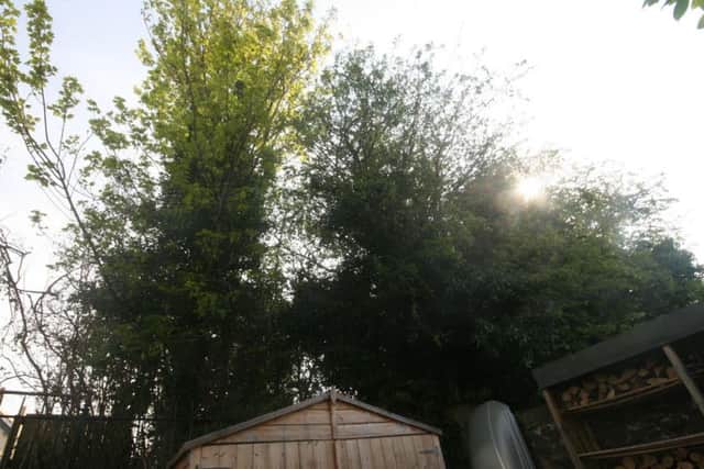 The offending hedge. Picture: Contributed