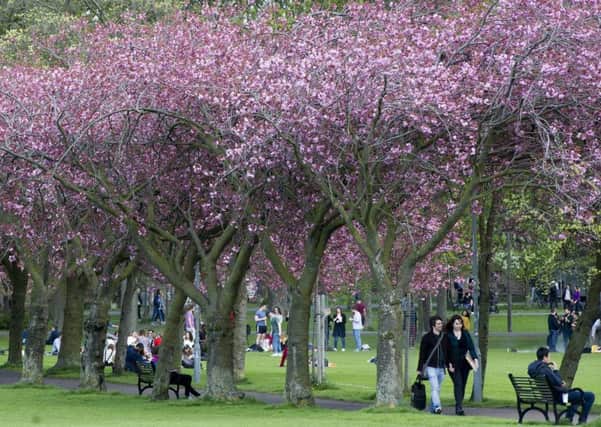 Blossoming trees in the Meadows, one of Edinburgh's most well-loved parks. Picture: Ian Rutherford