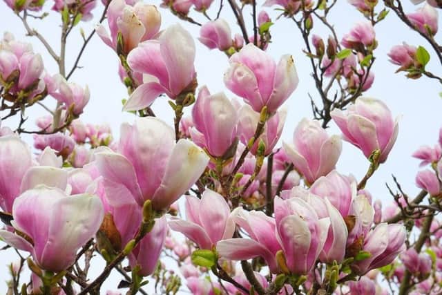 Picture: Magnolia Blosson, Pixabay