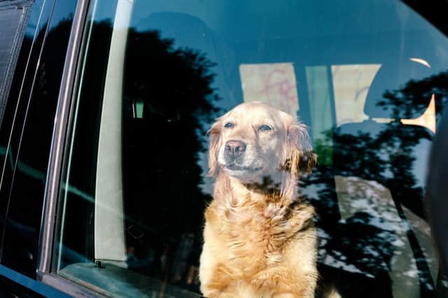 Dogs should not be left locked in a car on a warm day (Picture: Getty)