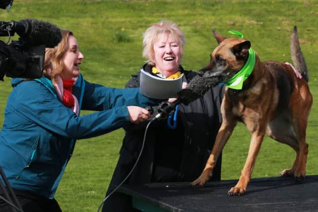 Dutch Shepherd Sasha who is looking for a home, takes a fancy to the TV crew's microphone as Christine Grahame highlights member's bill to curb irresponsible dog breeding and buying. 


Picture: Stewart Attwood