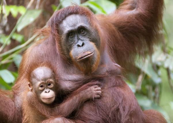 Orangutans' habitat is at risk. Picture: Getty