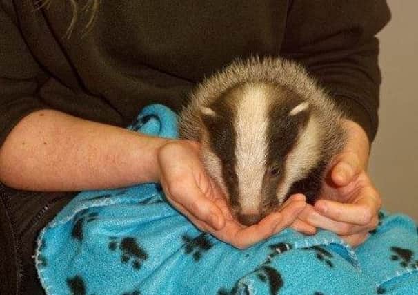 The seven week old badger was found at the side of a road. Picture: SSPCA