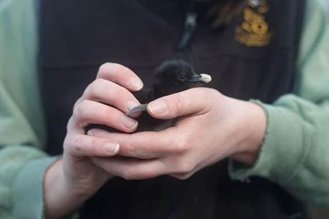 Edinburgh Zoo has welcomed their latest arrival.