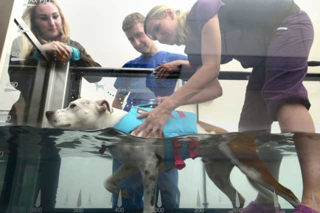 Pictured with Calvin are owner Joanna, vet physiotherapist Helena Carruthers (purple) and Vet Specialist John Ryan. Photo: Norrie Russell.
