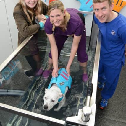Pictured with Calvin are owner Joanna, vet physiotherapist Helena Carruthers (purple) and Vet Specialist John Ryan. Photo: Norrie Russell.