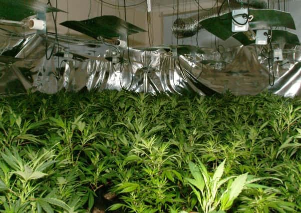 The cannabis cultivation was discovered at an industrial estate in Loanhead. Picture: Generic cannabis cultivation/L&B Police