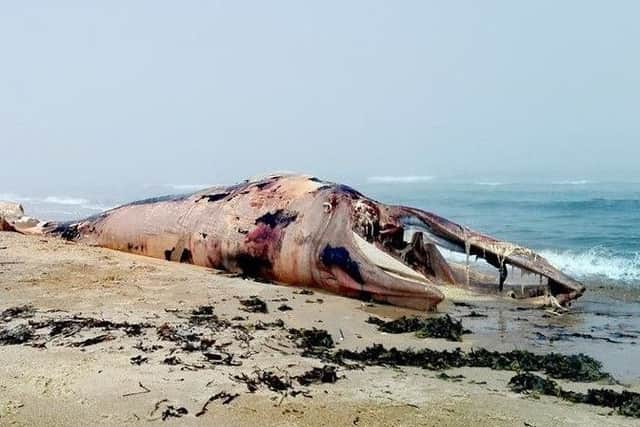 The 30ft whale washed up on Belhaven beach. Pic Coast to Coast surf school