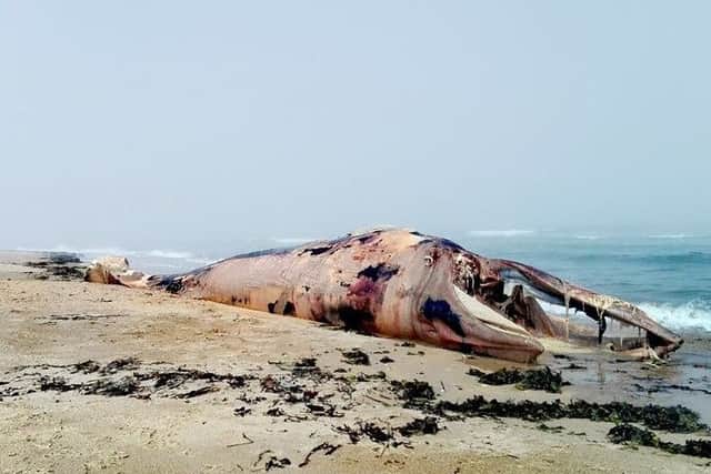 A 30ft whale has washed up on Belhaven beach. Pic: Coast To Coast Surf School