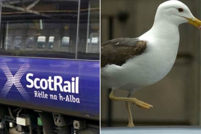 A seagull was reportedly trapped on the first carriage overnight.