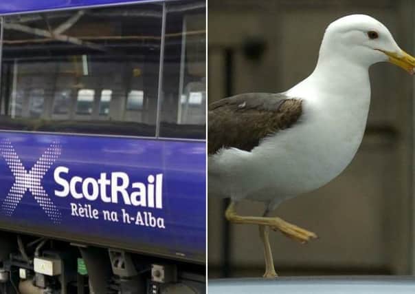 A seagull was reportedly trapped on the first carriage overnight.