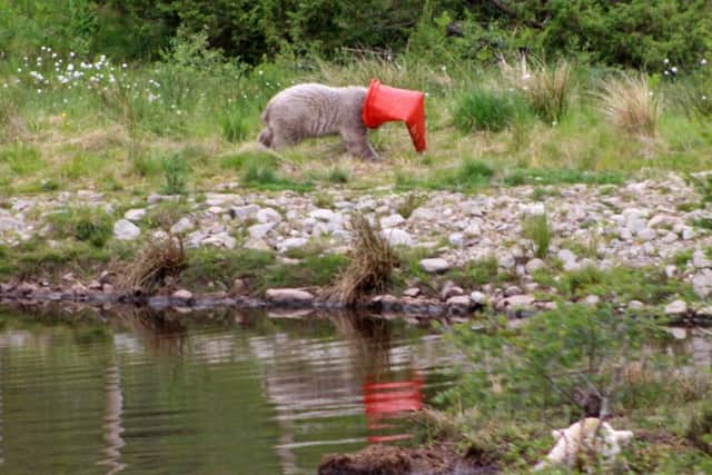 Hamish was snapped playing with a traffic cone and getting it stuck on his head at the Highland Wildlife Park near Kingussie. Picture: SWNS