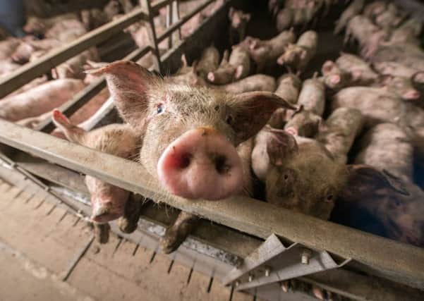 Porcine Reproductive and Respiratory Syndrome costs the pig industry Â£1.75bn each year