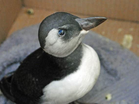 A puffling rescued (and later released into the wild) by the Scottish Seabird Centre. Picture: Scottish Seabird Centre