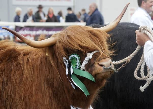 Royal Highland show is underway.