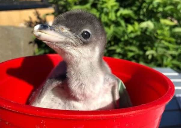 Keepers have been weighing in the new recruits at RZSS Edinburgh Zoo. Gentoo penguin chicks recently hatched at the zoos world famous Penguins Rock and routine health checks are now in full swing. Picture; Lorna Moffat/RZSS.