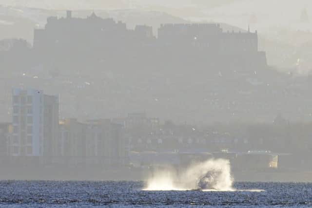 Humpback whale in the Firth of Forth with Edinburgh Castle in the background. Pictures taken by Scotsman and Evening news reader Adrian Plumb