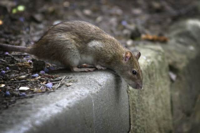 Edinburgh is infested with rats. Picture: Paul Chappells